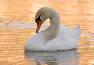 'White Swan' Marketing, or How to Focus on What Works